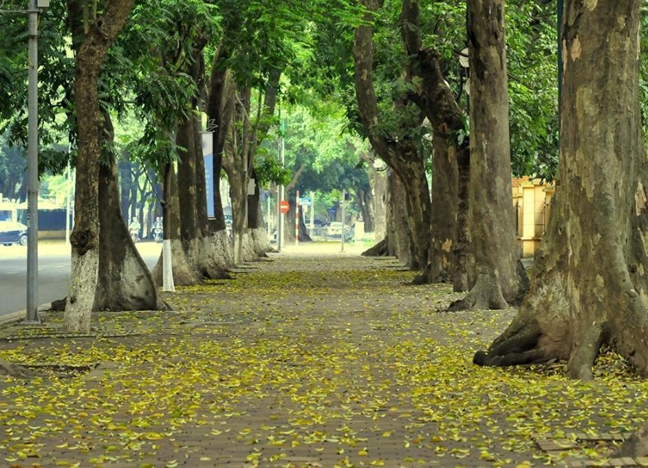 Da Tree Homestay Hanoi Exteriör bild